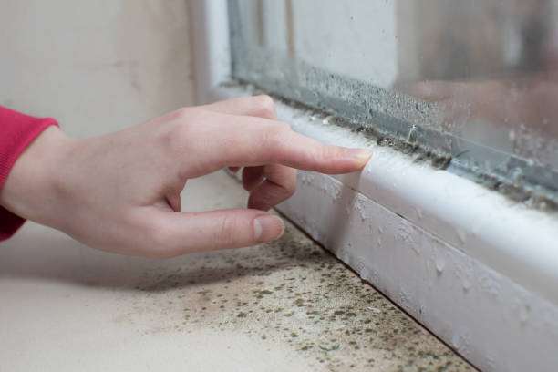 Best Forensic Mold Investigation  in Plainfield, IL